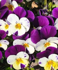 100 Johnny Jump Up Violet Viola Tricolor Flower Seeds – Outdoor Annual/Perennial - Image 11