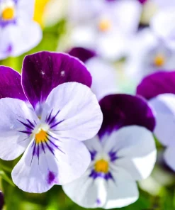 100 Johnny Jump Up Violet Viola Tricolor Flower Seeds – Outdoor Annual/Perennial - Image 2