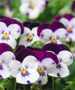 100 Johnny Jump Up Violet Viola Tricolor Flower Seeds – Outdoor Annual/Perennial - Image 3