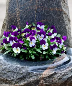 100 Johnny Jump Up Violet Viola Tricolor Flower Seeds – Outdoor Annual/Perennial - Image 4
