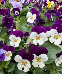 100 Johnny Jump Up Violet Viola Tricolor Flower Seeds – Outdoor Annual/Perennial - Image 5