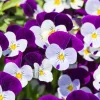 100 Johnny Jump Up Violet Viola Tricolor Flower Seeds – Outdoor Annual/Perennial - Image 1