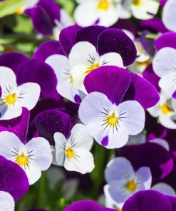 100 Johnny Jump Up Violet Viola Tricolor Flower Seeds – Outdoor Annual/Perennial - Image 1