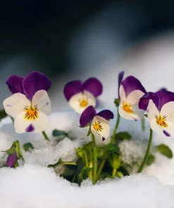 100 Johnny Jump Up Violet Viola Tricolor Flower Seeds – Outdoor Annual/Perennial - Image 6