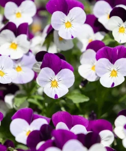 100 Johnny Jump Up Violet Viola Tricolor Flower Seeds – Outdoor Annual/Perennial - Image 7