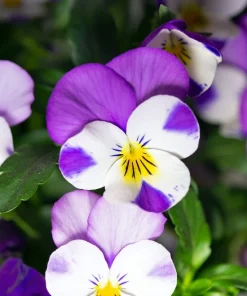 100 Johnny Jump Up Violet Viola Tricolor Flower Seeds – Outdoor Annual/Perennial - Image 8