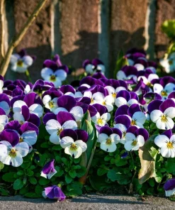 100 Johnny Jump Up Violet Viola Tricolor Flower Seeds – Outdoor Annual/Perennial - Image 9