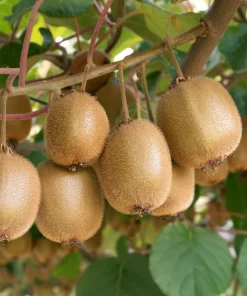 100 Kiwi Fruit Actinidia Vine Seeds - Hardy Kiwifruit Gooseberry Seeds - Image 2