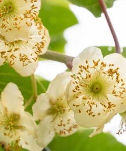 100 Kiwi Fruit Actinidia Vine Seeds - Hardy Kiwifruit Gooseberry Seeds - Image 4