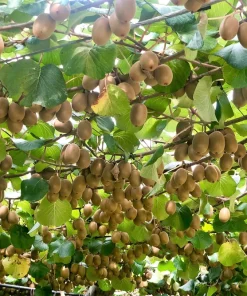 100 Kiwi Fruit Actinidia Vine Seeds - Hardy Kiwifruit Gooseberry Seeds - Image 5