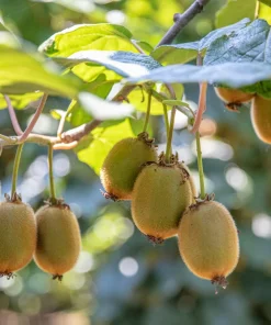 100 Kiwi Fruit Actinidia Vine Seeds - Hardy Kiwifruit Gooseberry Seeds - Image 6