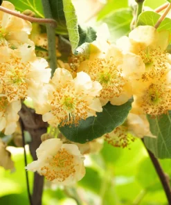 100 Kiwi Fruit Actinidia Vine Seeds - Hardy Kiwifruit Gooseberry Seeds - Image 7
