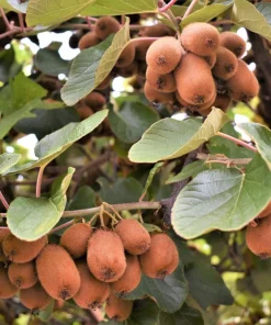 100 Kiwi Fruit Vine Seeds - Hardy Actinidia Kiwi Seeds for Planting - Image 10