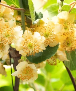 100 Kiwi Fruit Vine Seeds - Hardy Actinidia Kiwi Seeds for Planting - Image 7