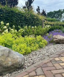 100 Ladys Mantle Seeds - Alchemilla Mollis Flower Seeds - Outdoor Perennial - Image 10