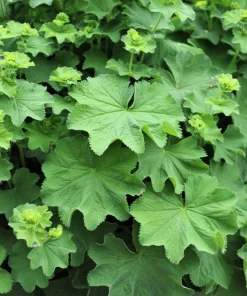 100 Ladys Mantle Seeds - Alchemilla Mollis Flower Seeds - Outdoor Perennial - Image 2