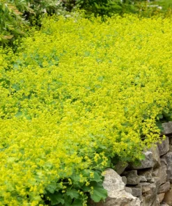 100 Ladys Mantle Seeds - Alchemilla Mollis Flower Seeds - Outdoor Perennial - Image 3