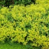 100 Ladys Mantle Seeds - Alchemilla Mollis Flower Seeds - Outdoor Perennial - Image 1