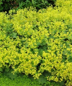 100 Ladys Mantle Seeds - Alchemilla Mollis Flower Seeds - Outdoor Perennial - Image 1
