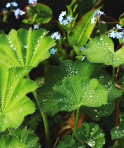 100 Ladys Mantle Seeds - Alchemilla Mollis Flower Seeds - Outdoor Perennial - Image 4