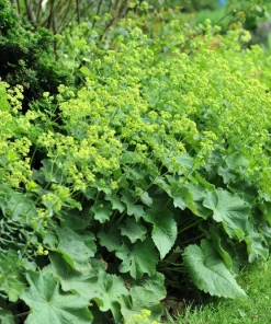 100 Ladys Mantle Seeds - Alchemilla Mollis Flower Seeds - Outdoor Perennial - Image 5