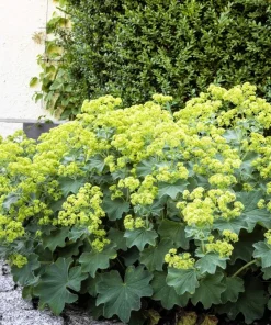 100 Ladys Mantle Seeds - Alchemilla Mollis Flower Seeds - Outdoor Perennial - Image 6