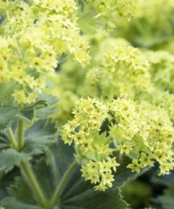 100 Ladys Mantle Seeds - Alchemilla Mollis Flower Seeds - Outdoor Perennial - Image 7