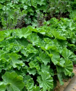 100 Ladys Mantle Seeds - Alchemilla Mollis Flower Seeds - Outdoor Perennial - Image 8