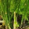 100 Mary Washington Asparagus Seeds - Perennial Vegetable - Image 3