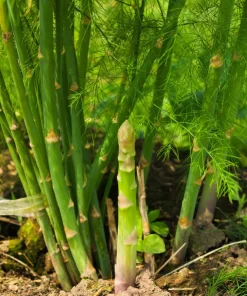 100 Mary Washington Asparagus Seeds - Perennial Vegetable - Image 3