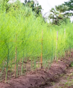 100 Mary Washington Asparagus Seeds - Perennial Vegetable - Image 4