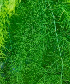 100 Mary Washington Asparagus Seeds - Perennial Vegetable - Image 5