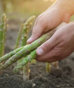 100 Mary Washington Asparagus Seeds - Perennial Vegetable - Image 6