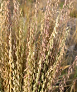 100 Mesquite Sideoats Grass Seeds - Ornamental Bouteloua Curtipendula - Image 2