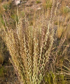 100 Mesquite Sideoats Grass Seeds - Ornamental Bouteloua Curtipendula - Image 3