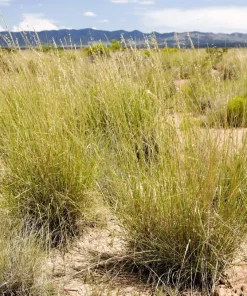 100 Mesquite Sideoats Grass Seeds - Ornamental Bouteloua Curtipendula - Image 4