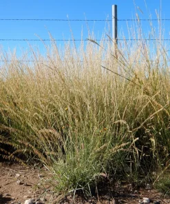 100 Mesquite Sideoats Grass Seeds - Ornamental Bouteloua Curtipendula - Image 6