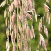 100 Mesquite Sideoats Grass Seeds - Ornamental Bouteloua Curtipendula - Image 1