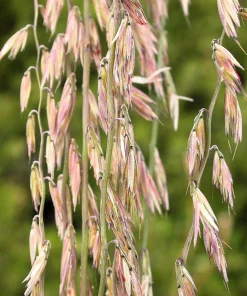 100 Mesquite Sideoats Grass Seeds - Ornamental Bouteloua Curtipendula - Image 1