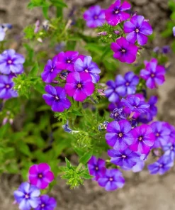 100 Mixed Colors Drummond Phlox Flower Seeds - Pink, Red, White Mix - Image 10