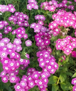 100 Mixed Colors Drummond Phlox Flower Seeds - Pink, Red, White Mix - Image 11