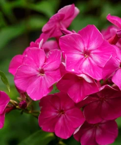 100 Mixed Colors Drummond Phlox Flower Seeds - Pink, Red, White Mix - Image 12