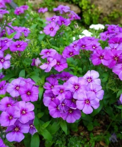100 Mixed Colors Drummond Phlox Flower Seeds - Pink, Red, White Mix - Image 13
