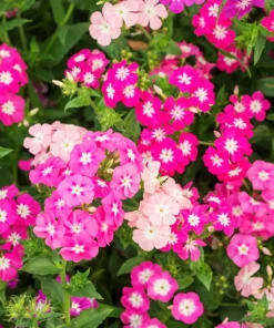 100 Mixed Colors Drummond Phlox Flower Seeds - Pink, Red, White Mix - Image 15