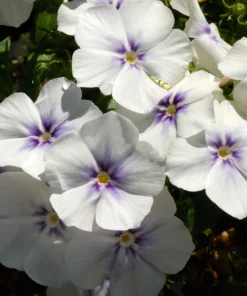 100 Mixed Colors Drummond Phlox Flower Seeds - Pink, Red, White Mix - Image 16