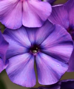 100 Mixed Colors Drummond Phlox Flower Seeds - Pink, Red, White Mix - Image 17