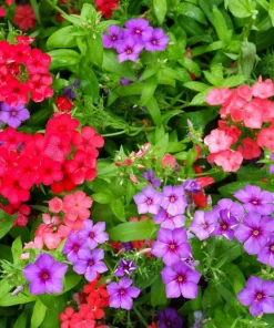 100 Mixed Colors Drummond Phlox Flower Seeds - Pink, Red, White Mix - Image 2