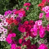 100 Mixed Colors Drummond Phlox Flower Seeds - Pink, Red, White Mix - Image 1