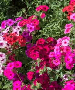 100 Mixed Colors Drummond Phlox Flower Seeds - Pink, Red, White Mix - Image 1