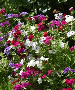 100 Mixed Colors Drummond Phlox Flower Seeds - Pink, Red, White Mix - Image 3